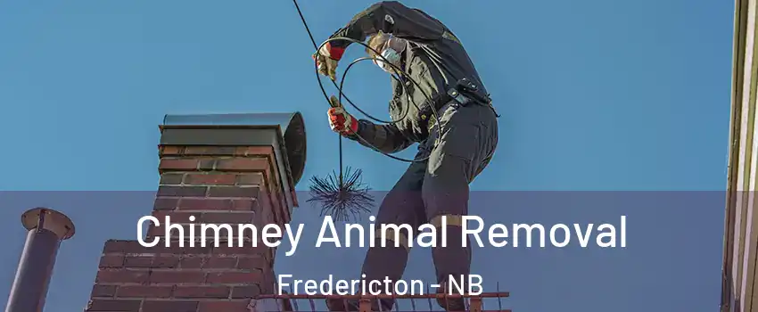 Chimney Animal Removal Fredericton - NB